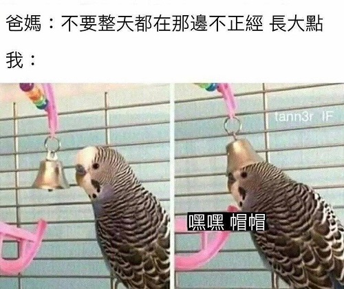 嘿嘿帽帽是什么梗