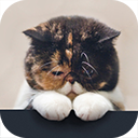 猫龄换算软件猫龄计算器下载  2.0