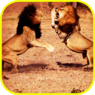 非洲狮模拟器下载|非洲狮模拟器破解版下载v2.0