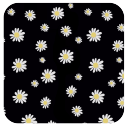 白菊花-91桌面主题壁纸美化app