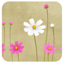 粉白雏菊-点心主题壁纸美化app