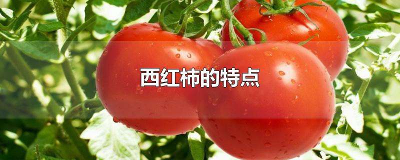 西红柿的特点和营养价值