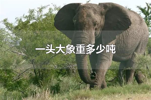 一头大象重多少吨?