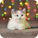 萌猫咪-宝软3D主题app