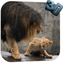 Lion Video Live Wallpaperapp