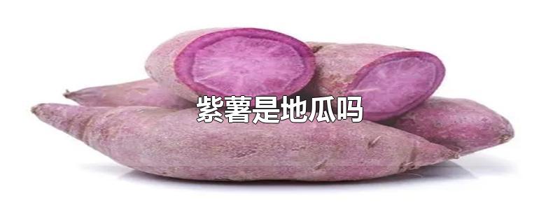 紫薯是地瓜吗?