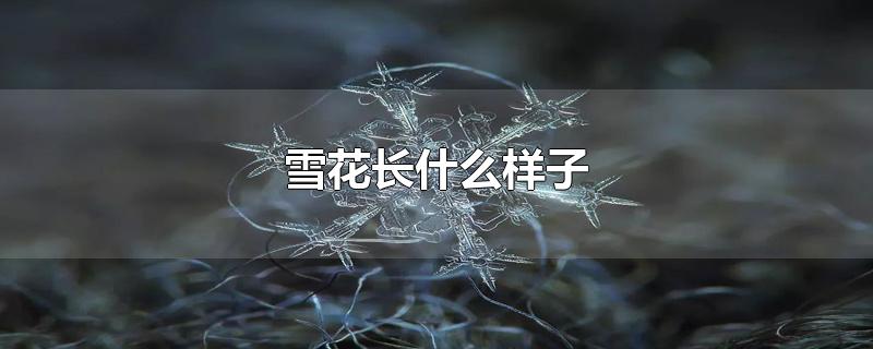 雪花长什么样子?