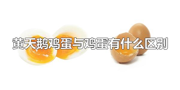 鸡蛋黄和鹅蛋黄有什么区别