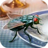 模拟苍蝇生存正式版下载_模拟苍蝇生存手机app下载v1.0.0  v1.0.0