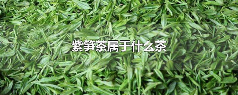 紫竹笋茶是什么茶