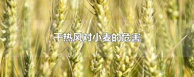 干热风对小麦的危害的关键时期是孕穗期还灌浆期