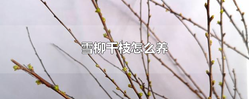 雪柳干枝怎么养开花