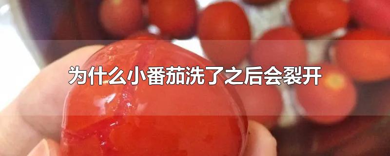 为什么小番茄洗了就破皮