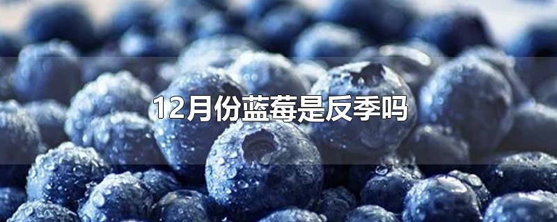 蓝莓月份吃是反季节吗