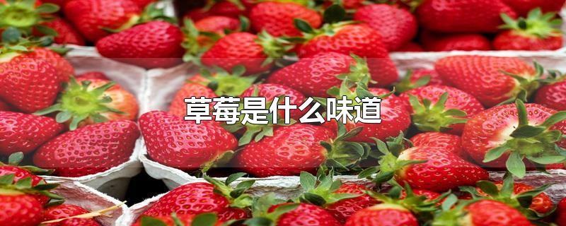草莓是什么味道的