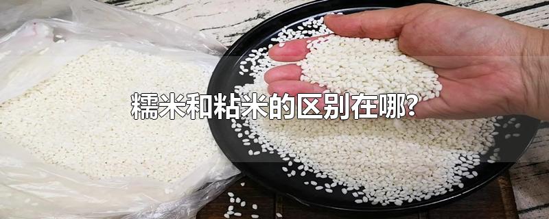 糯米和粘米有什么不同