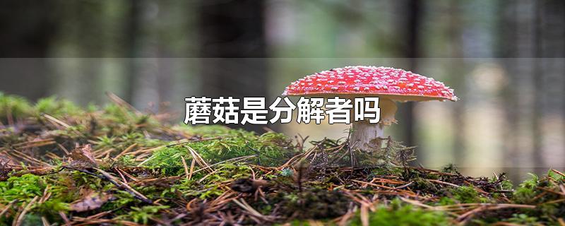 蘑菇是分解者还是生产者?
