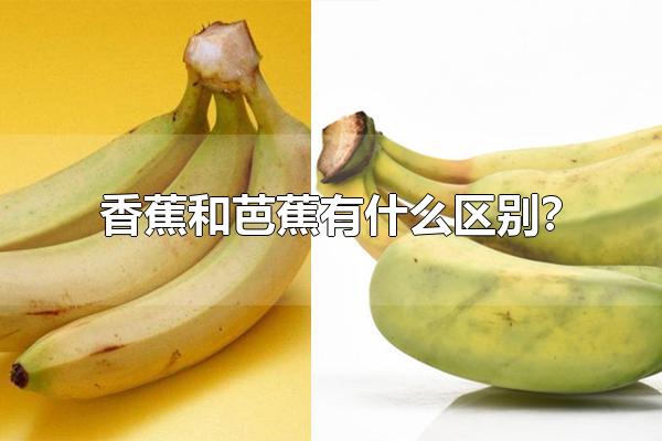 芭蕉和香蕉有啥区别