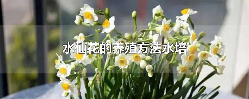 水仙花的养殖方法水培温度