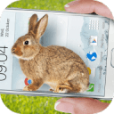 兔子在手机可爱的笑话