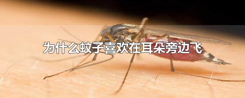 为什么蚊子喜欢在耳朵边上飞