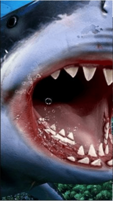 狩猎食人鲨手机版-狩猎食人鲨app下载下载 v1.3