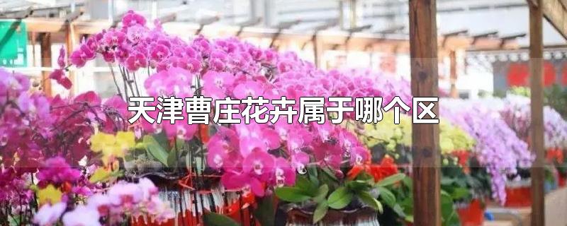 天津曹庄花卉市场地址
