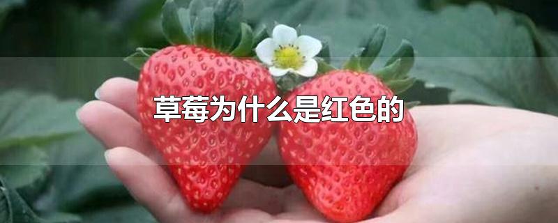 草莓全是红色的正常吗