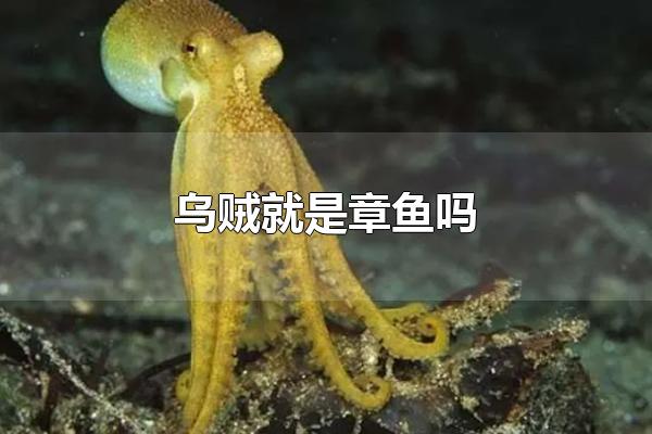 章鱼是乌贼的一种吗