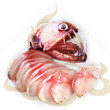 妄想山海毒蛇鱼脍加什么属性-妄想山海毒蛇鱼脍食用加成制作技巧分享