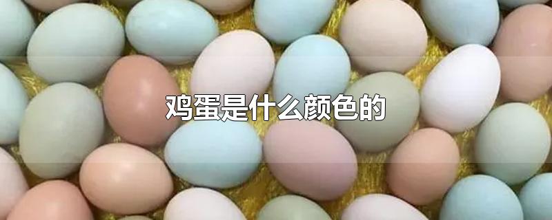 鸡蛋是什么颜色的外壳最多