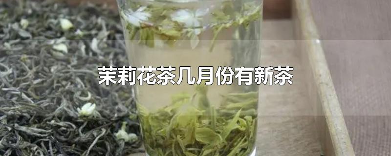 茉莉花新茶什么时候