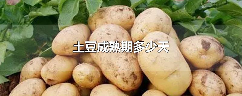 土豆成熟期多少天知乎