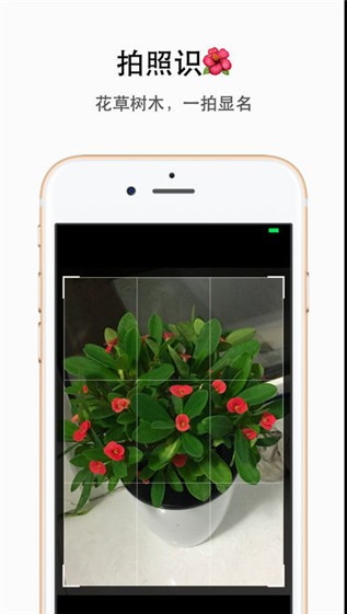 植物识别app下载_植物识别app下载安卓手机版免费下载_植物识别app下载中文版下载