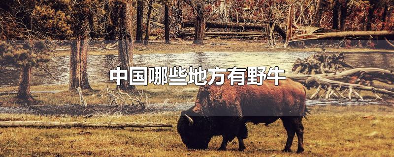 中国什么地方有野牛