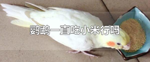 鹦鹉可以直接吃小米吗