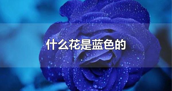 蓝色的花有什么花语
