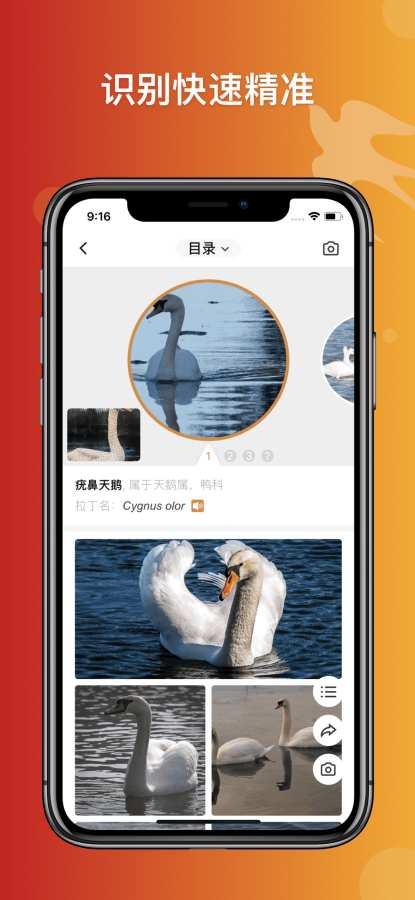 形色识鸟 - 鸟类识别app