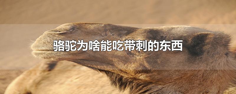 骆驼为什么可以吃带刺的东西