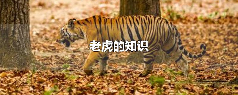关于老虎的知识