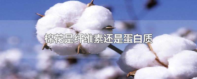 棉花是蛋白质吗