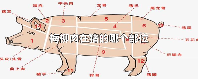 梅肉在猪的什么部位