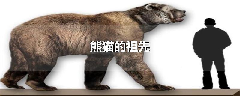 熊猫的祖先是食肉动物吗